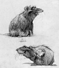 Carter Goodrich 插画 线稿