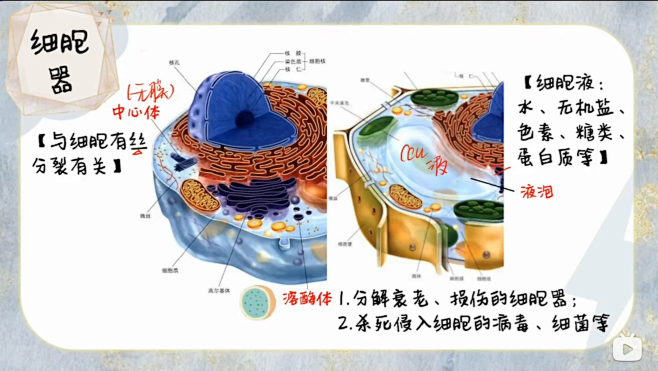 【一生】细胞结构、分工、功能，20分钟全...