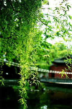 爱ღ与孤独采集到有关中国