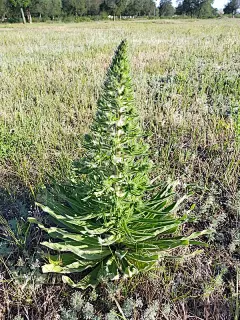 在田野里，矮草上的蓟的特写。