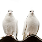 站在房檐上的两只鸽子图片_站在房檐上的两只鸽子设计素材(图片ID:561689)_鸽子图片-动物图片-图片素材_ 淘图网 taopic.com