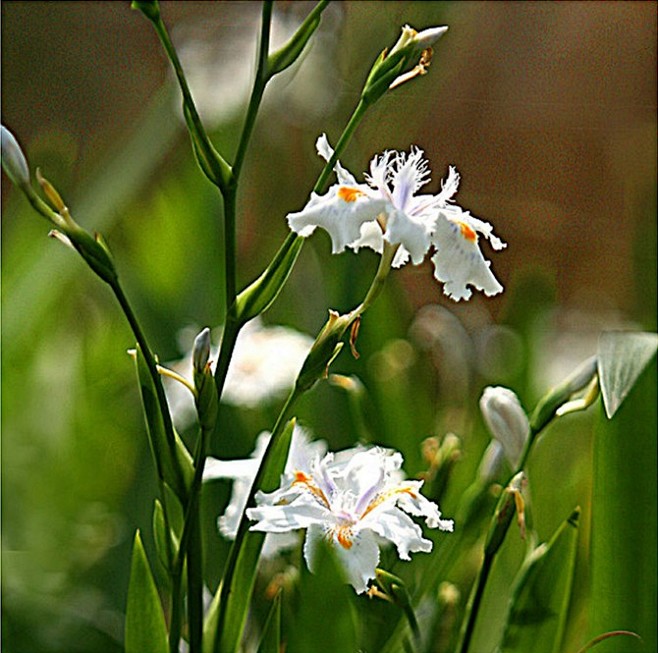 白色鸢尾花