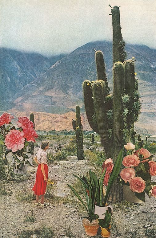 Cacti