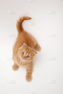 onetagain采集到猫