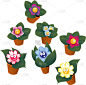 盆栽植物,分离着色,白色,黄色,自然,红色,清新,花盆,花,收集