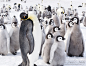 风光摄影：企鹅成长日记