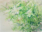 一组清新唯美的日本花卉水彩画 ​​​​