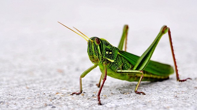 蚱蜢