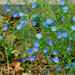 冼颜采集到04生活 花海