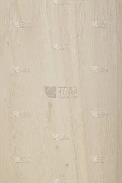 杨树木材表面