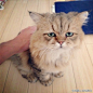 日本不开心猫Foo-Chan。没有为什么，老子就是不开心！（︶^︶）