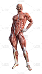 3D渲染男性解剖图与肌肉地图上的白色