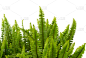 剑 fern,块茎,蕨类,气候,水平画幅,枝繁叶茂,无人,纯净,生物学,植物