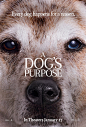 Extra Large Movie Poster Image for A Dog's Purpose (#5 of 6)