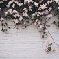 The Original Be Wild & Wonder Co.: 