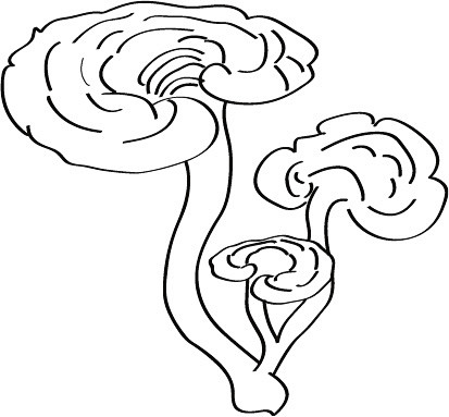灵芝