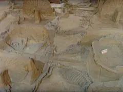 洛阳周王城天子驾六博物馆