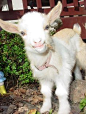 baby goat.