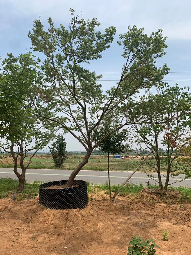 斜飘鸡爪槭10-12cm
