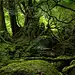 green nature outdoors plants trees wallpaper (#409827) / Wallbase.cc
