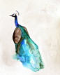 30% Off SALE - Featured in West Elm - Peacock 8x10 Print from Mai Autumn