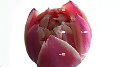 郁金香 自由背景 Mac壁纸 花 全高清壁纸 开花 酷背景 自然