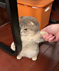 オレは败北を知らない。