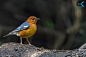 橙头地鸫 Geokichla citrina 雀形目 鸫科 少斑地鸫属
Orange headed thrush by Arvind karthik on 500px