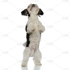 好奇的西施犬用后腿往上看