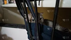 我坐在椅子上，从屏障间偷偷看了一眼苏格兰褶