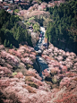 日本樱花圣地吉野山三万株樱花要开好了❗️