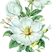 栀子
