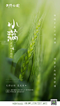 稻田 稻穗