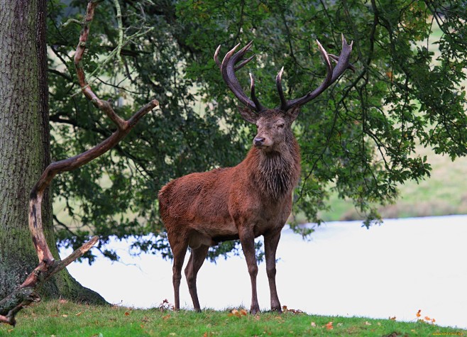 Animal, Deer wallpap...