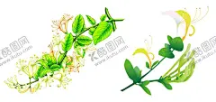 金银花 【酷图网】金银花,手绘金银花,手绘植物,草药,中草药