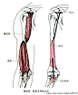 肌肉起止点图示及说明（02）：上肢肌群
