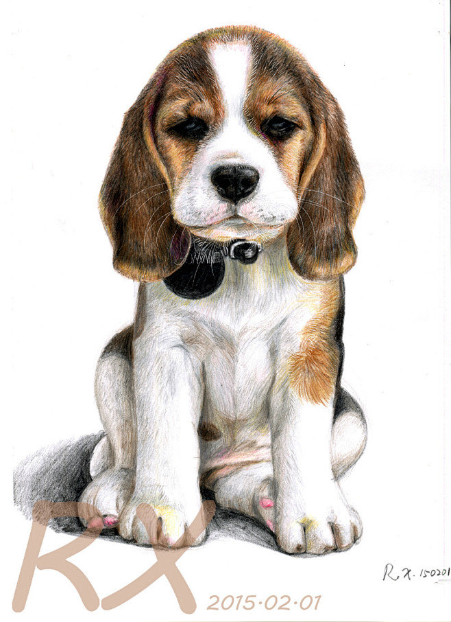 二月份画的一张比格犬~