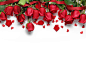 美丽的红色玫瑰花高清图片