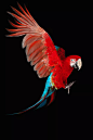 金刚鹦鹉栖息在黑色背景上的特写图片素材