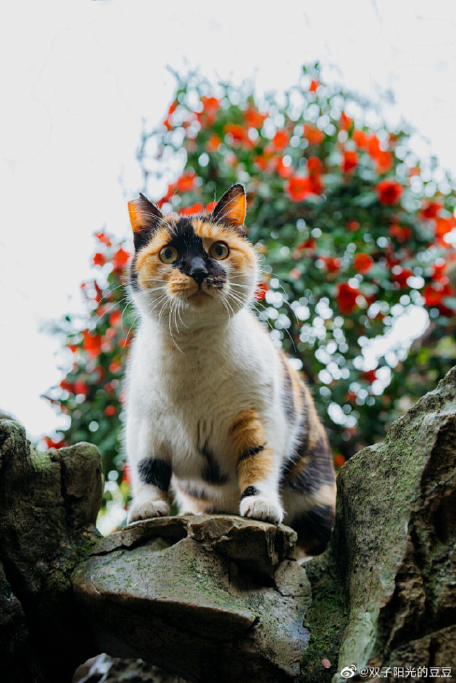 苏州园林的猫联名呼吁出台《反虐待动物法》...