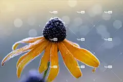 黑眼苏珊 花 霜 花卉背景 花壁纸 黄花 植物群 秋天