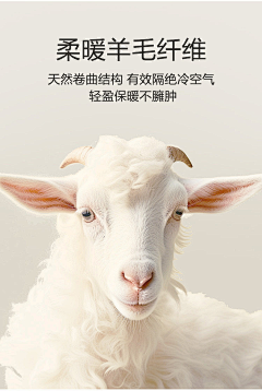 睡眠藝術家~采集到羊毛