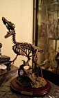 Master-fossil Velociraptro 山崎繁 迅猛龙恐龙骨架PVC完成品-淘宝网