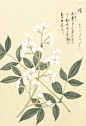 Honzo Zufu [White Berries] - Kan'en Iwasaki - Kew Gardens Botanical Prints - Kew Botanical Prints