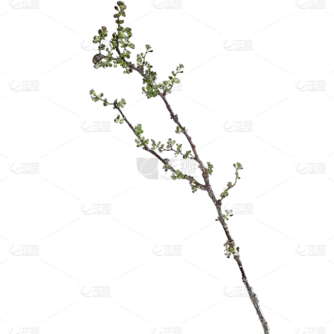 植物通用实景细树枝元素素材