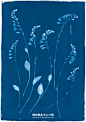 無印良品キャンプ場「ブループリント」 | Works | 新村デザイン事務所 : 15年ほど前に資生堂の澁谷克彦さんから、ニューヨークのお土産に植物の本をいただきました。その本で草花のブループリントが紹介されていたのを見てから、いつかこのブループリントを自分でもやってみたいと思って...
