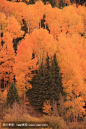 阿斯彭森林在秋天，科罗拉多州
Aspen forest in a fall, Colorado