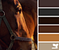 horse hues