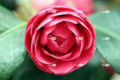 日本山茶 花卉背景 花壁纸 花 植物 茶花 粉红色的花 美丽的花朵