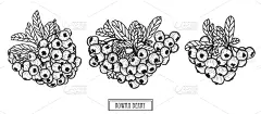 动物手,夏天,笔触,手艺,自然,绘制,插花,排列,收集,庆祝
